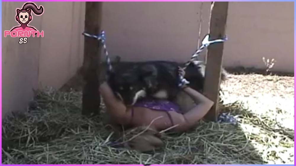 Dog Sex ทรมานเสียวสาวโคตรโหด จับมัดเชือกติดเสาแล้วให้หมากะเด้าเย็ดหี